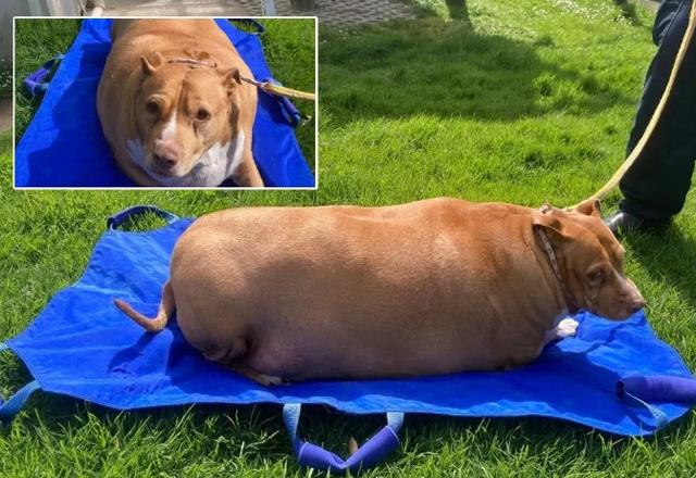Mujer es encarcelada por sobrealimentar hasta la muerte a su perro de 40 kilos